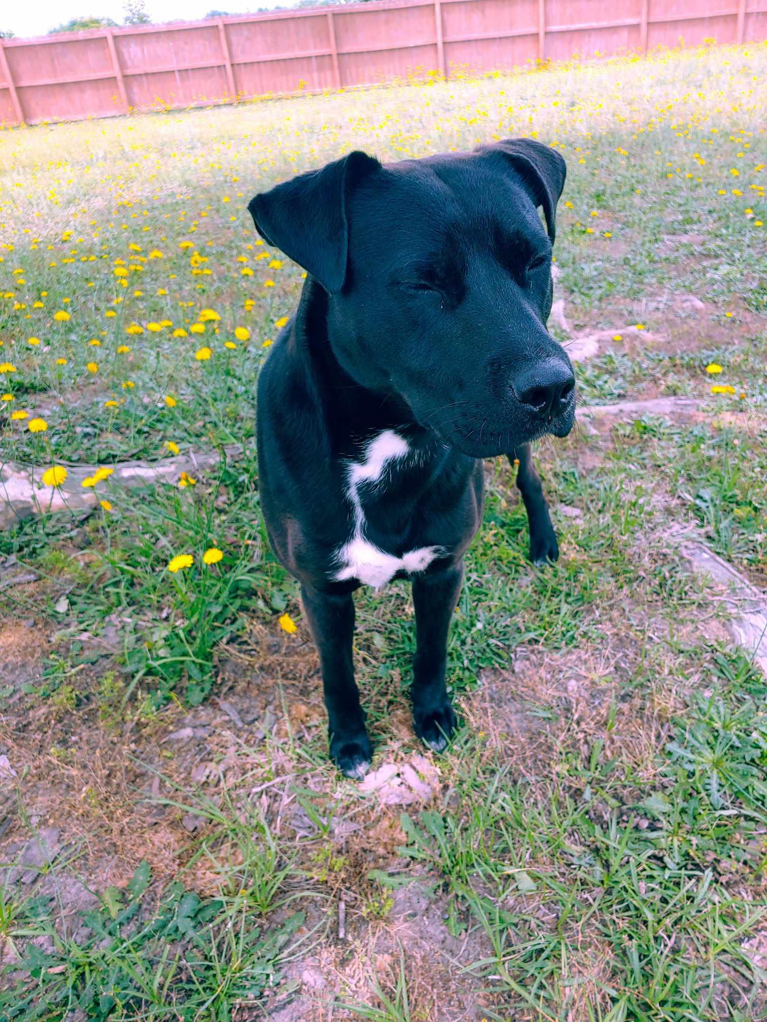Blake, Young Male Black Labrador Retriever