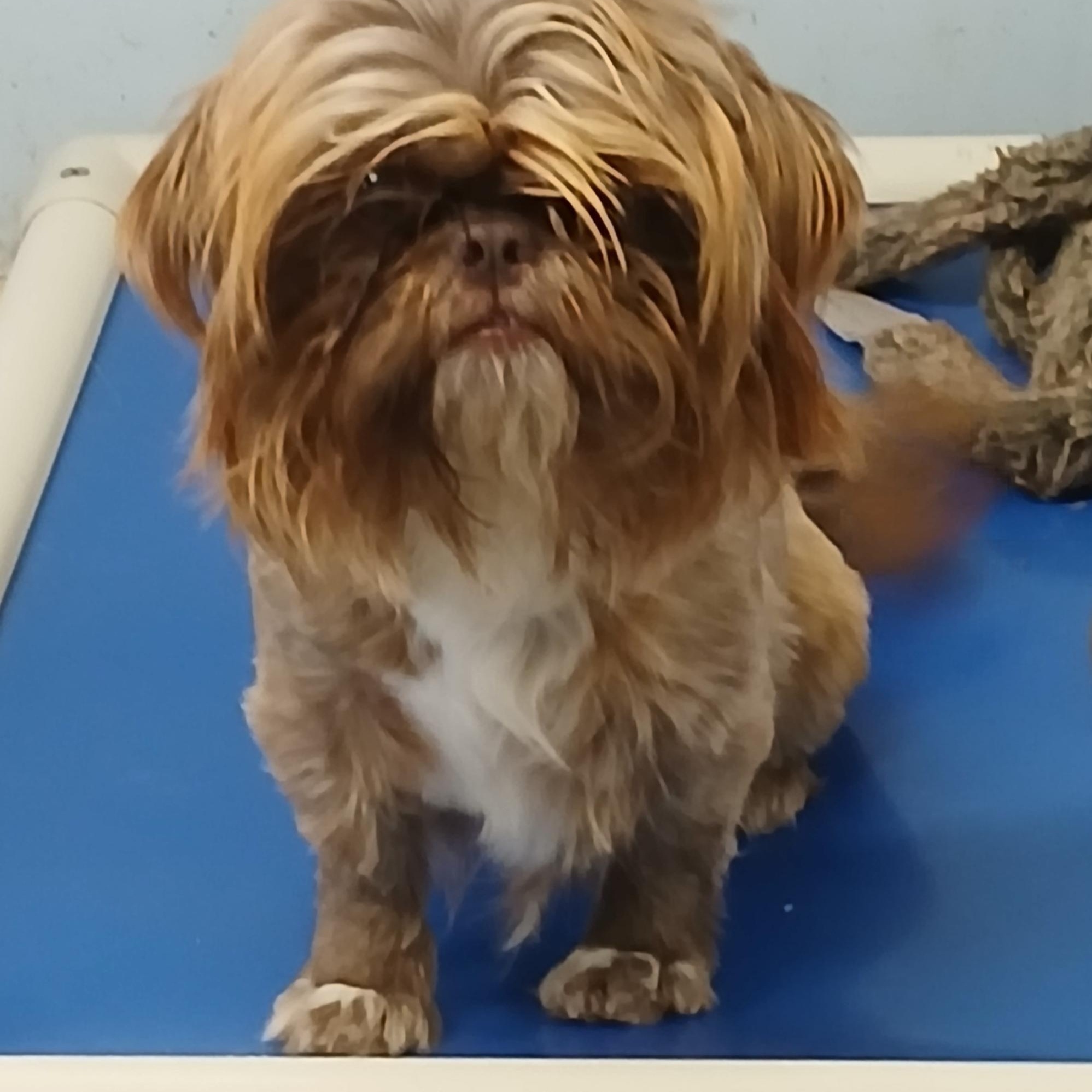 Nessie, a Adoptable Shih Tzu in New Palestine, IN image 1/2