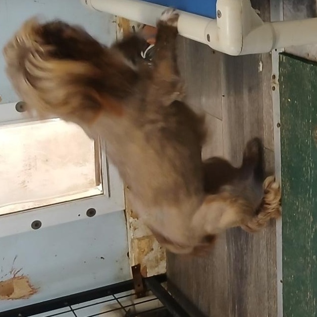 Nessie, a Adoptable Shih Tzu in New Palestine, IN image 2/2