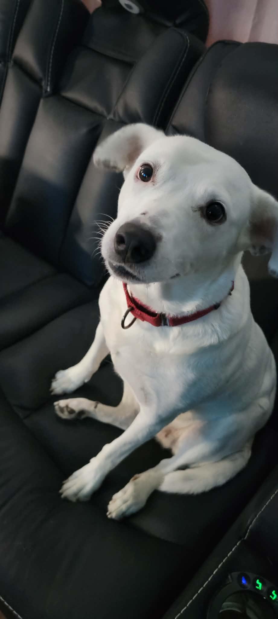 Mochi — thumbnail 3