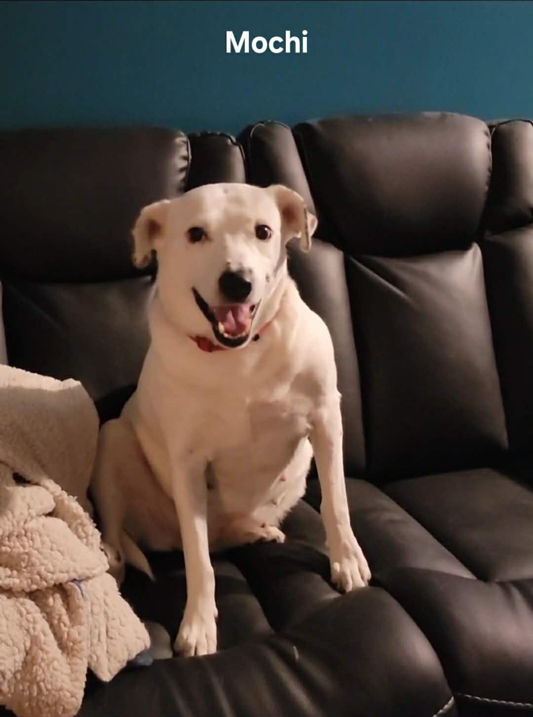 Mochi — thumbnail 5