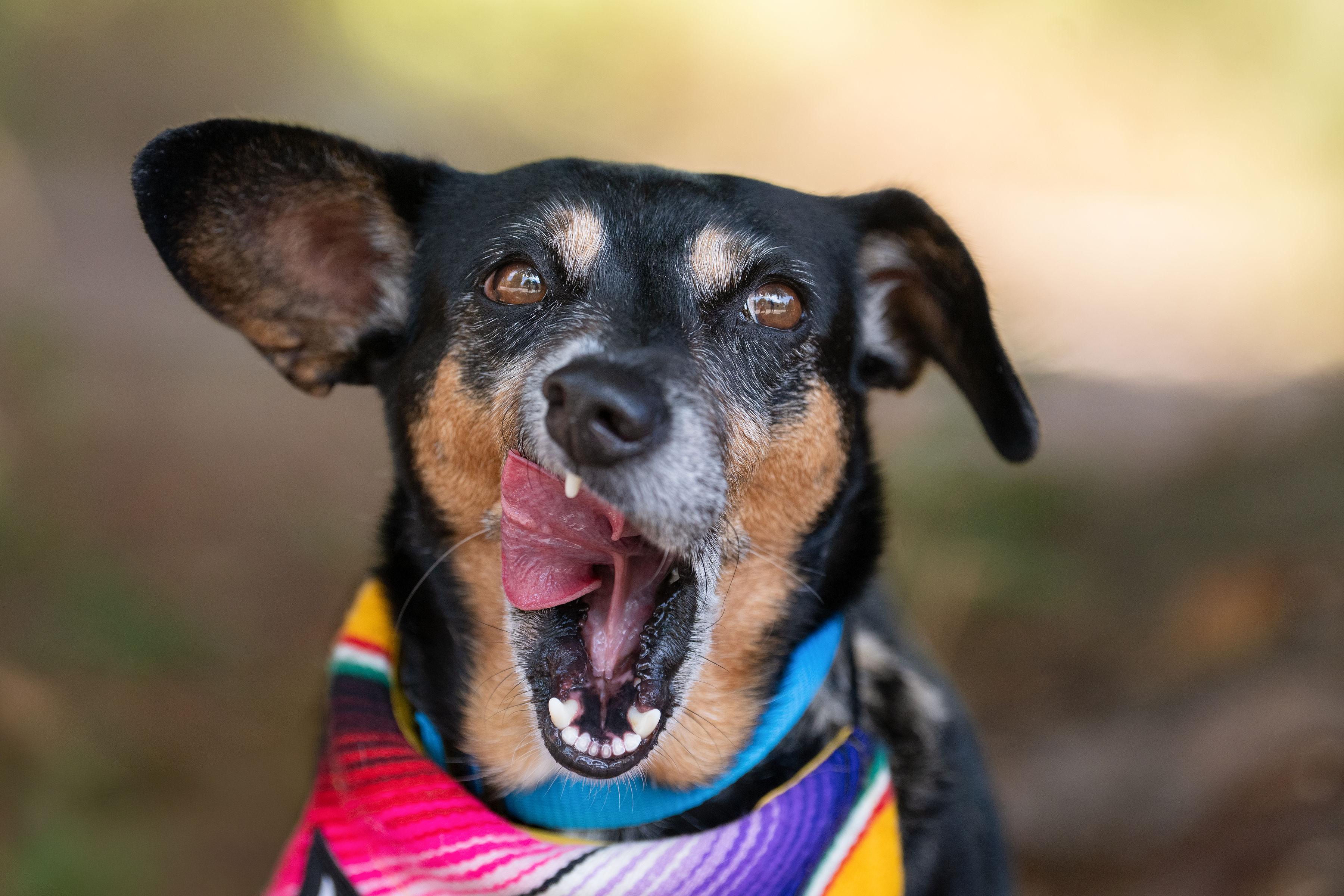 Enlarge Jasmin, a Adoptable mixed breed in Santa Rosa, CA image 6/6