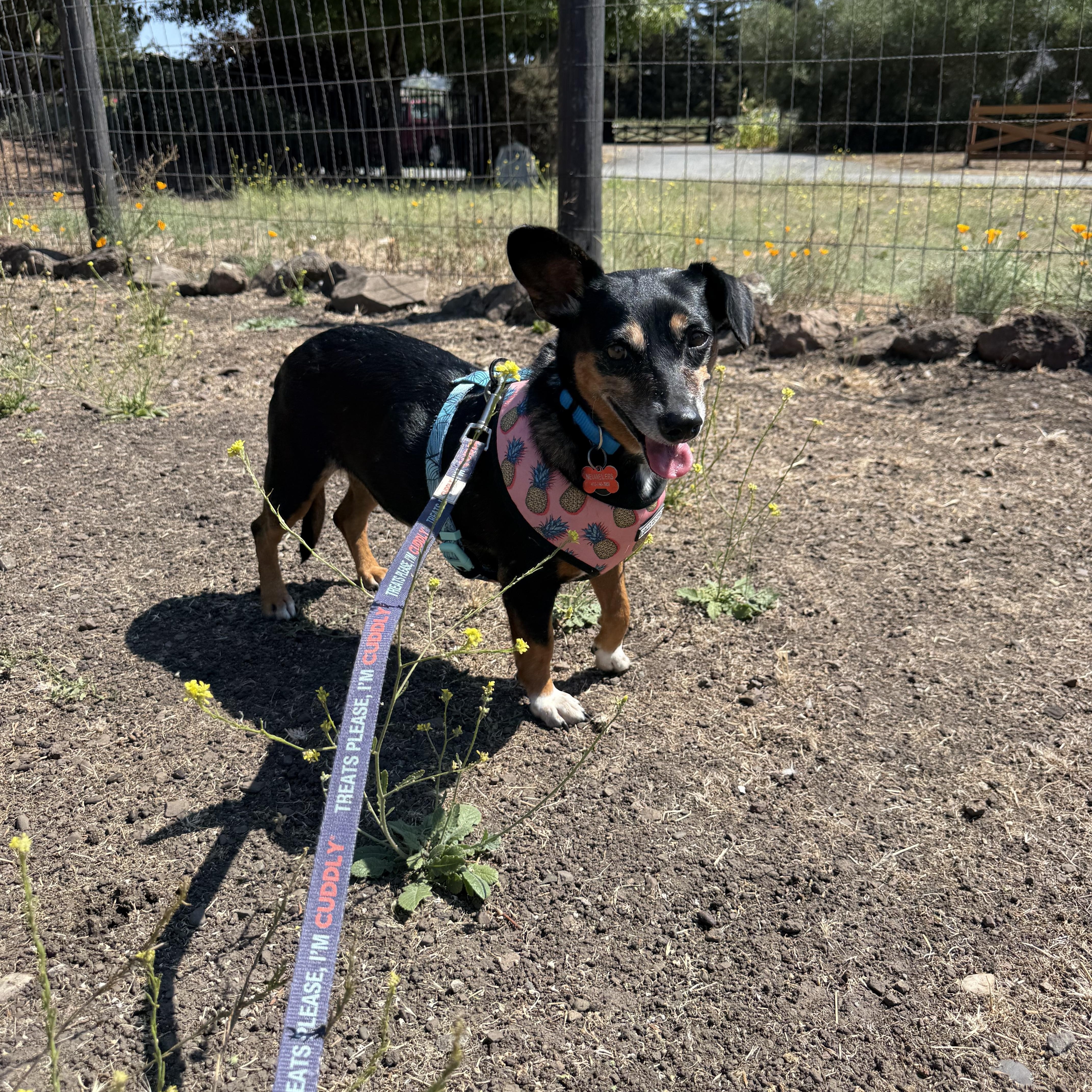 Enlarge Jasmin, a Adoptable mixed breed in Santa Rosa, CA image 5/6