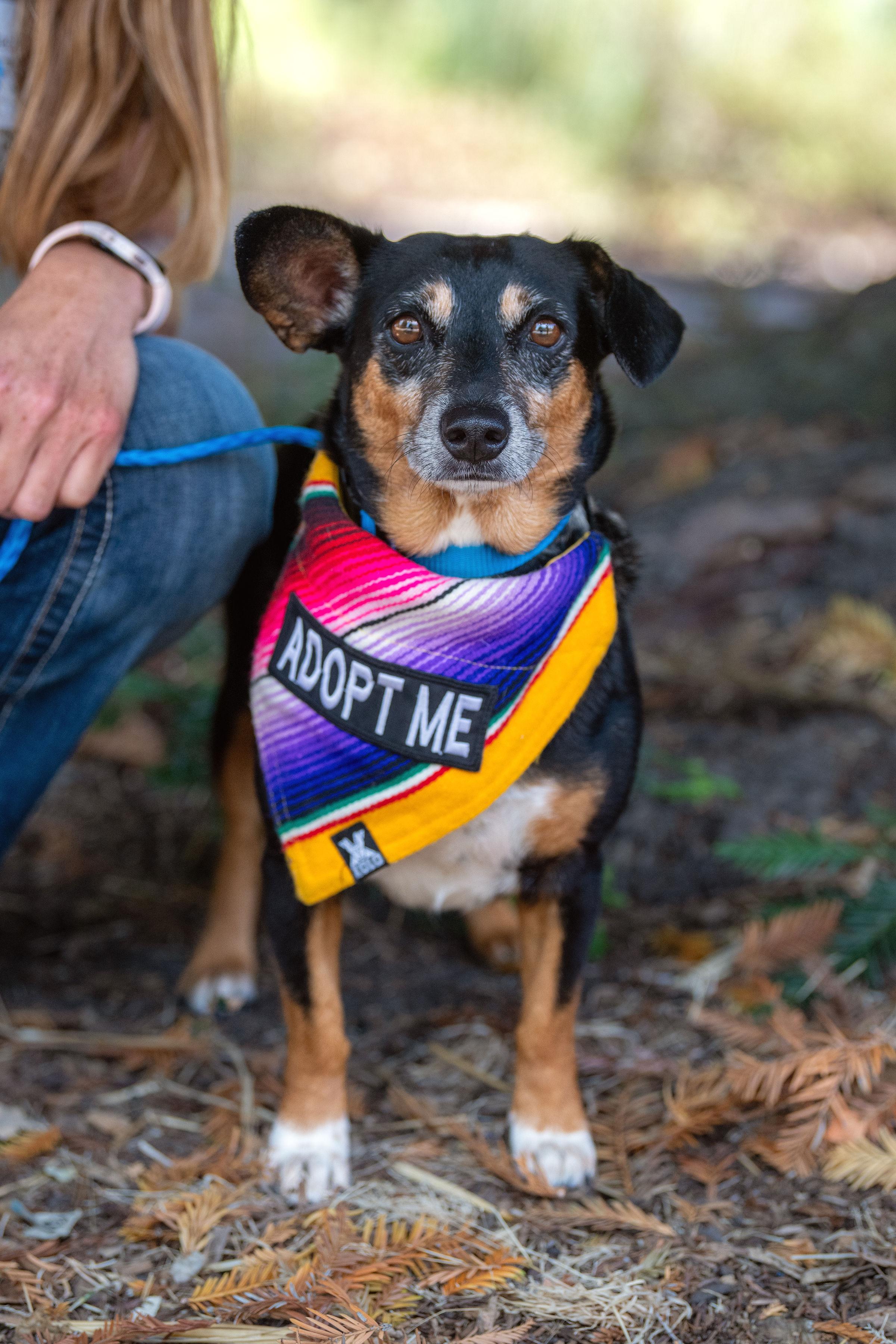 Jasmin, Adoptable, Adult Female Dachshund.