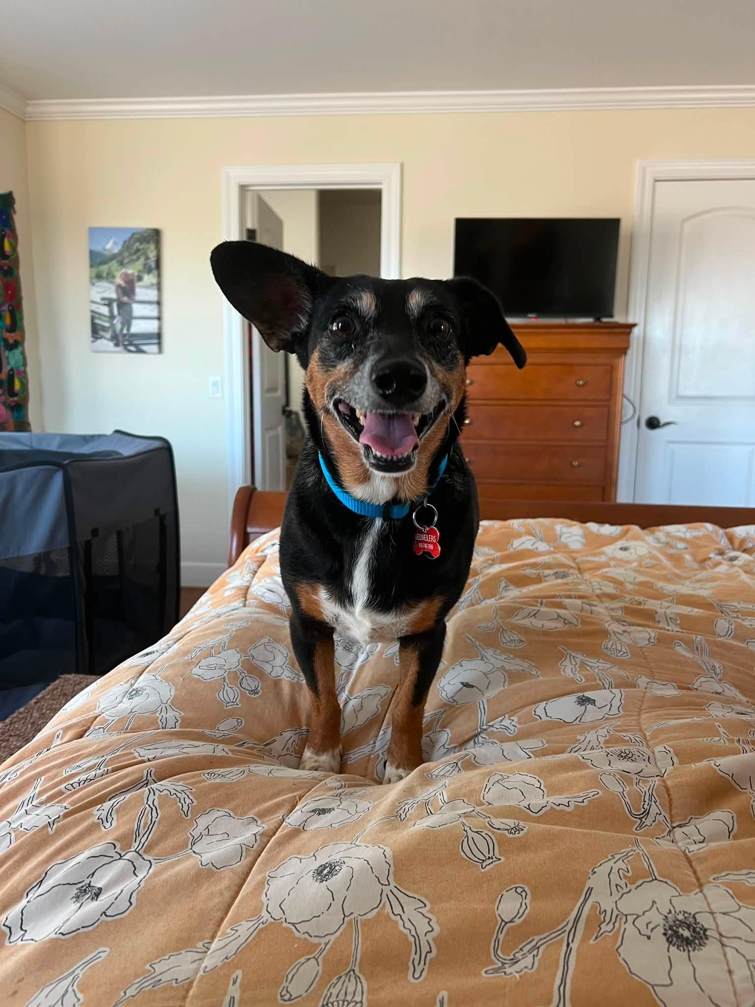 Enlarge Jasmin, a Adoptable mixed breed in Santa Rosa, CA image 2/6