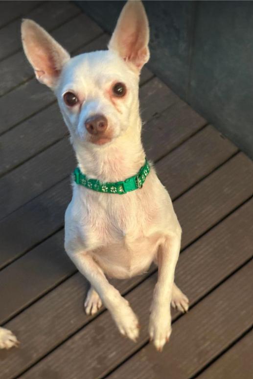 Cooper in TX, Adoptable, Adult Male Chihuahua.
