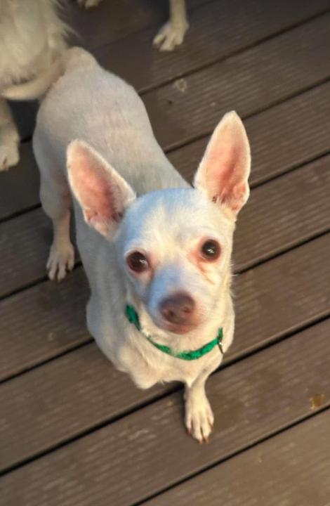 Enlarge Cooper in TX, a Adoptable Chihuahua in Cranston, RI image 2/2