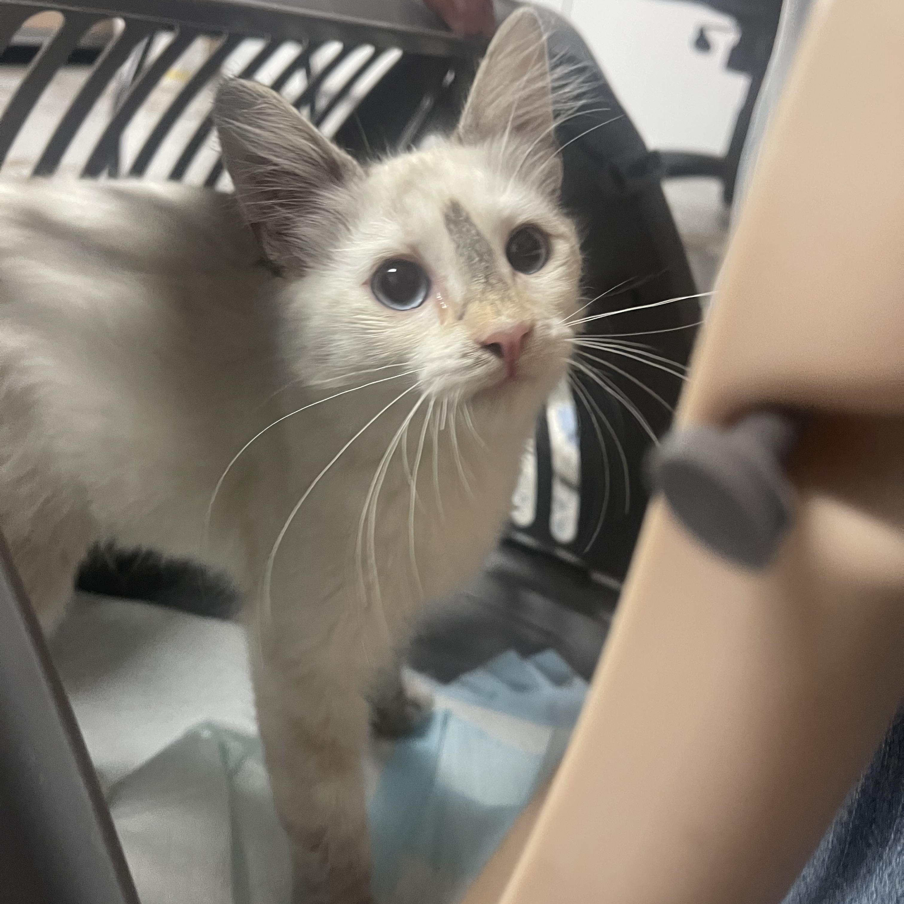 Enlarge Nova, a Adopted Siamese in Bell Gardens, CA image 1/2