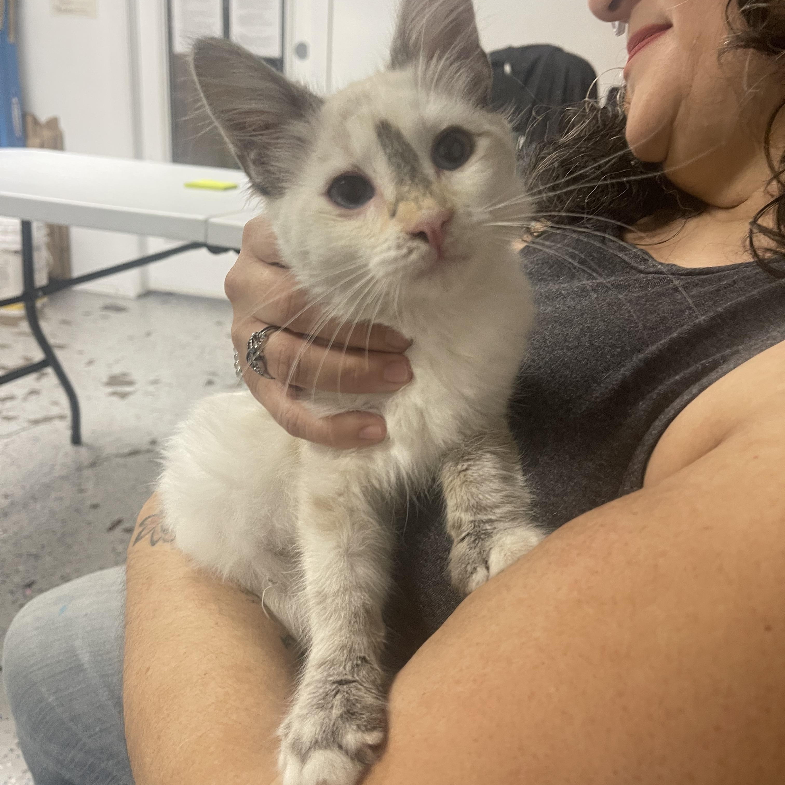 Enlarge Nova, a Adopted Siamese in Bell Gardens, CA image 2/2