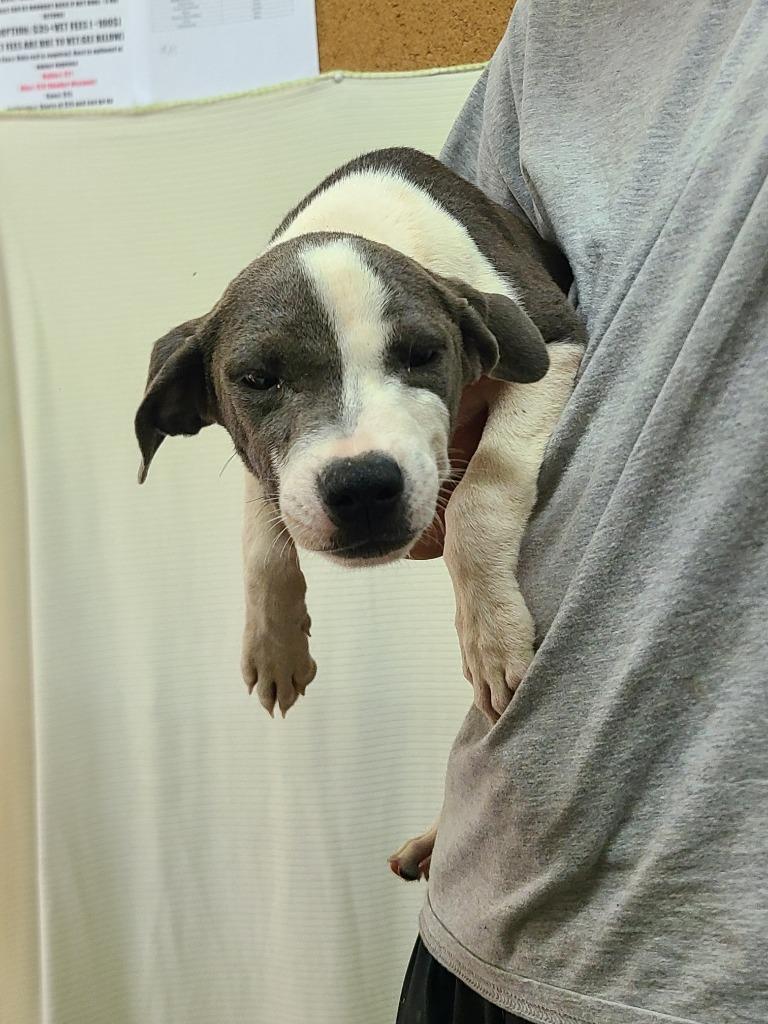 Fletcher, Adoptable, Puppy Male Pit Bull Terrier.