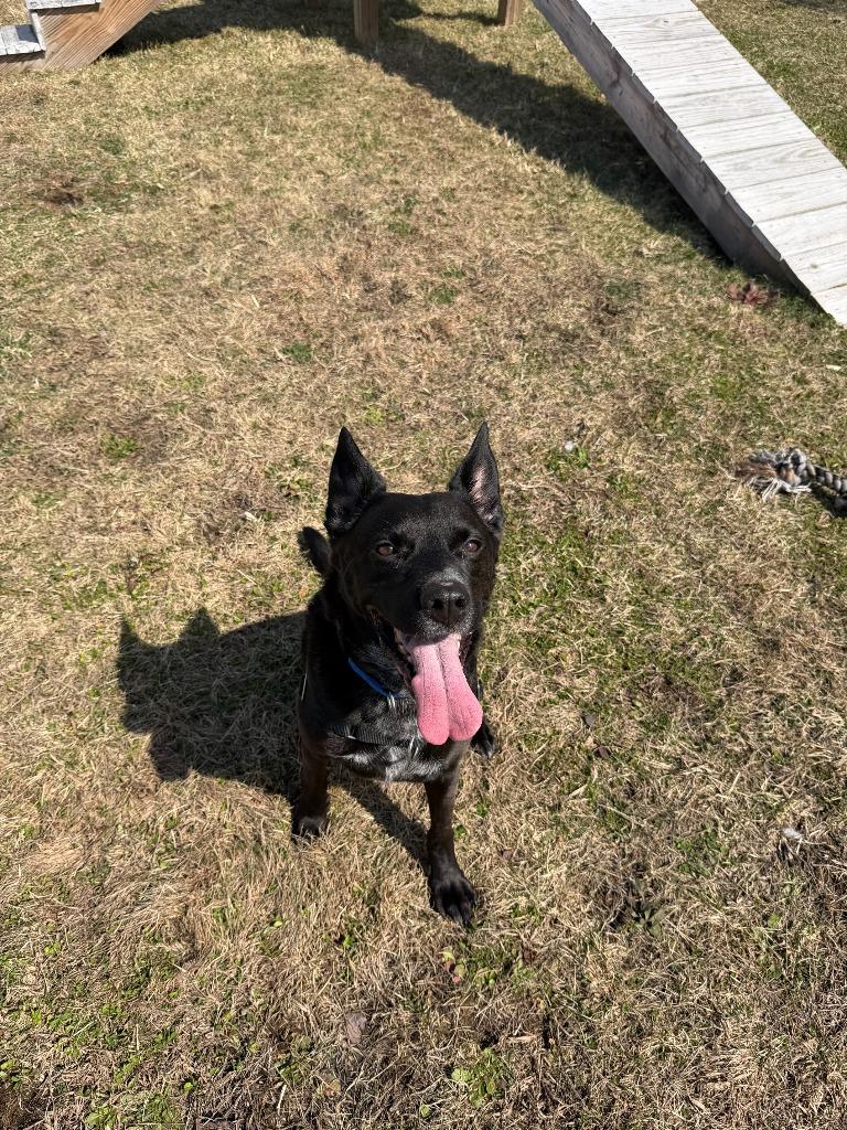 Rocky, Adoptable, Senior Male Mixed Breed.