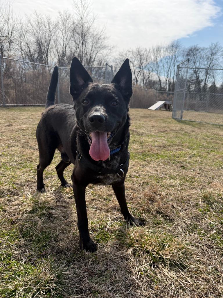 Enlarge Rocky, a Adoptable mixed breed in Hyde Park, NY image 2/4
