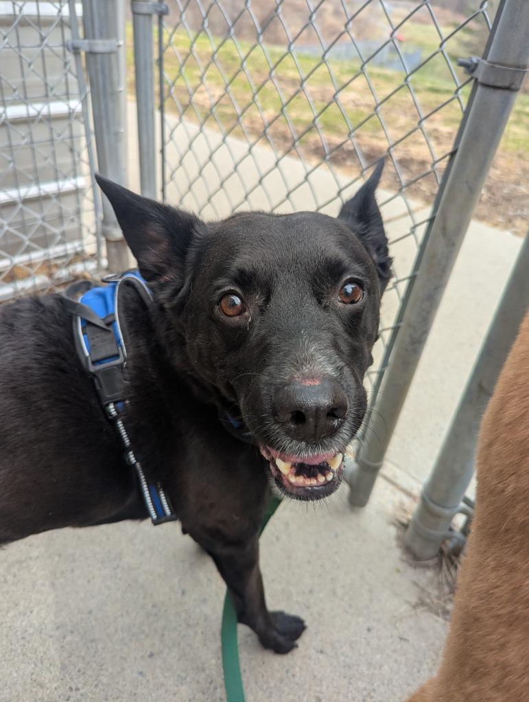 Enlarge Rocky, a Adoptable mixed breed in Hyde Park, NY image 3/4