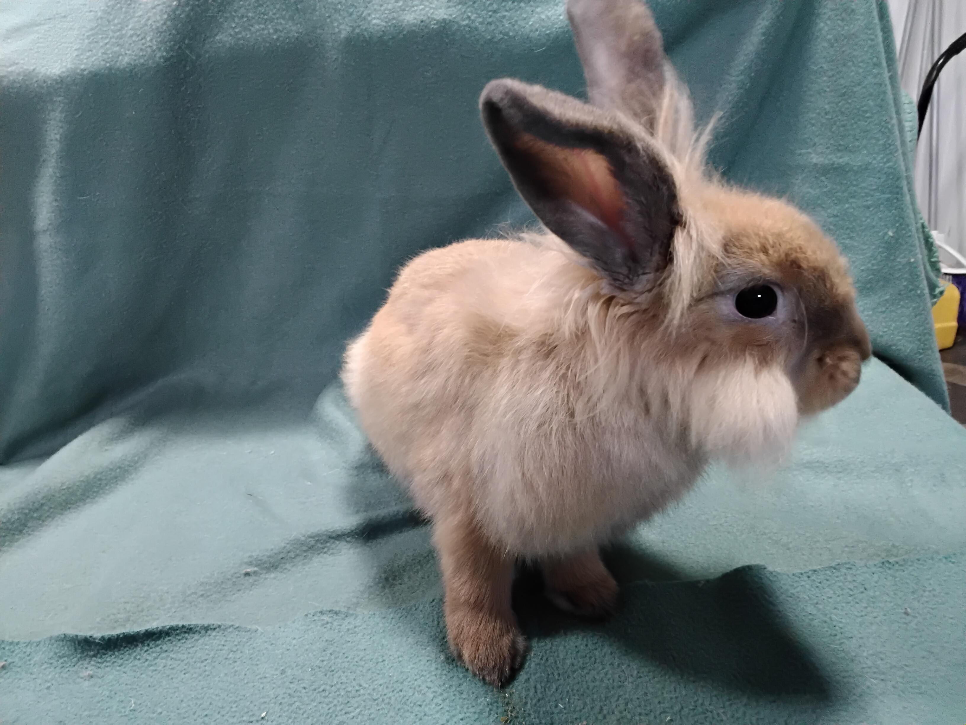 Enlarge Tango, an adopted Lionhead in Erie, PA image 2/3