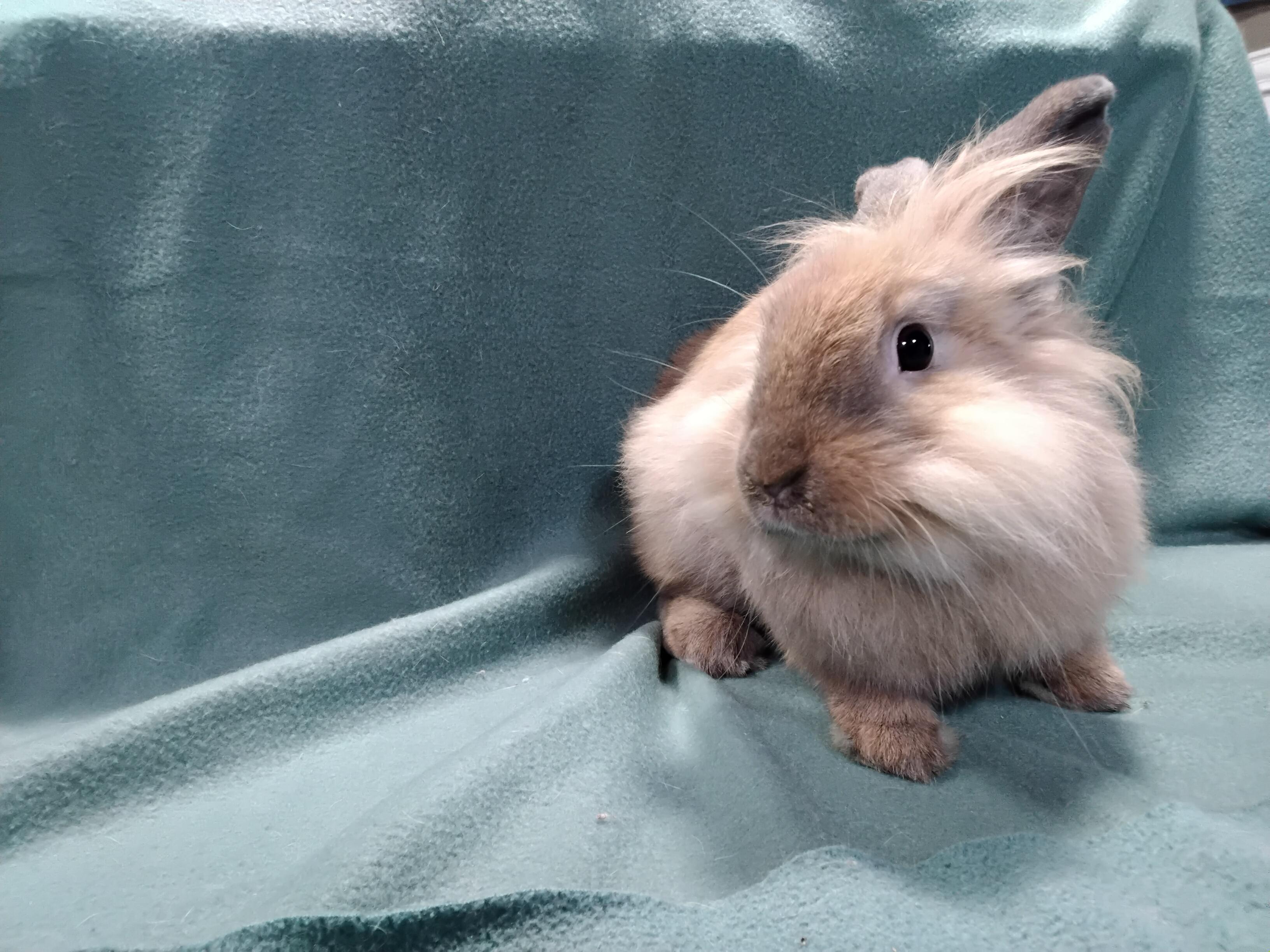 Enlarge Tango, an adopted Lionhead in Erie, PA image 3/3