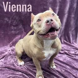 Vienna, ADOPTABLE, Adult Female American Bully.