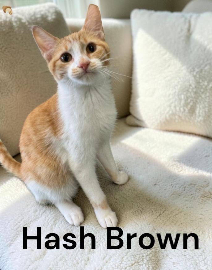 Enlarge Hash Brown, a Adoptable Tabby in Chesapeake, VA image 1/3