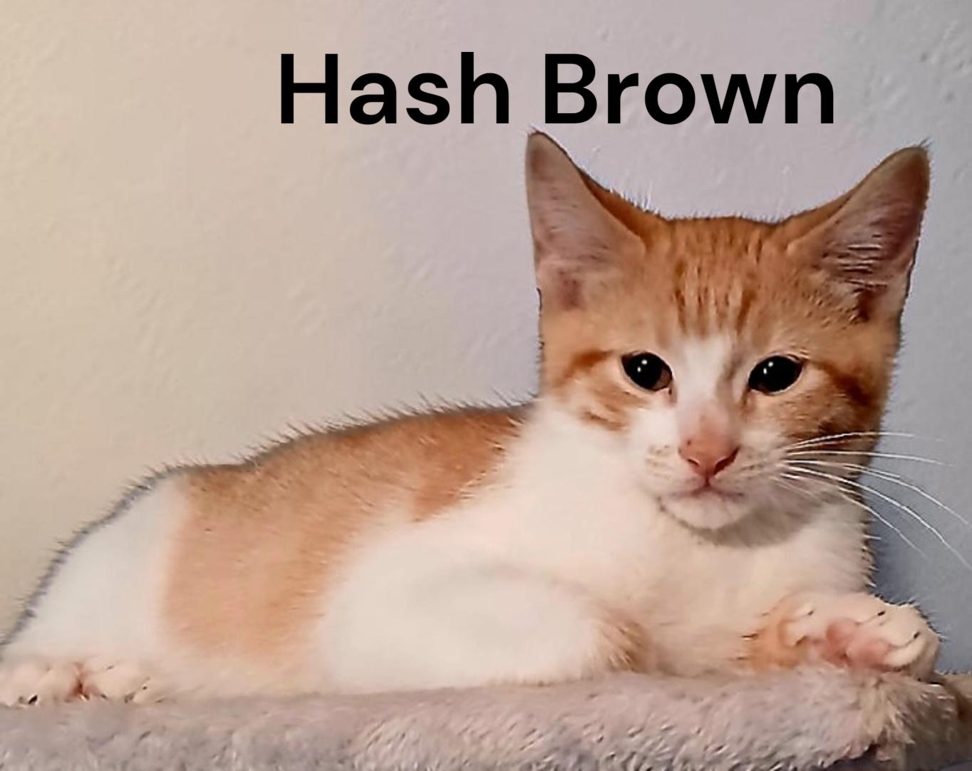 Hash Brown, Adoptable, Kitten Male Tabby.