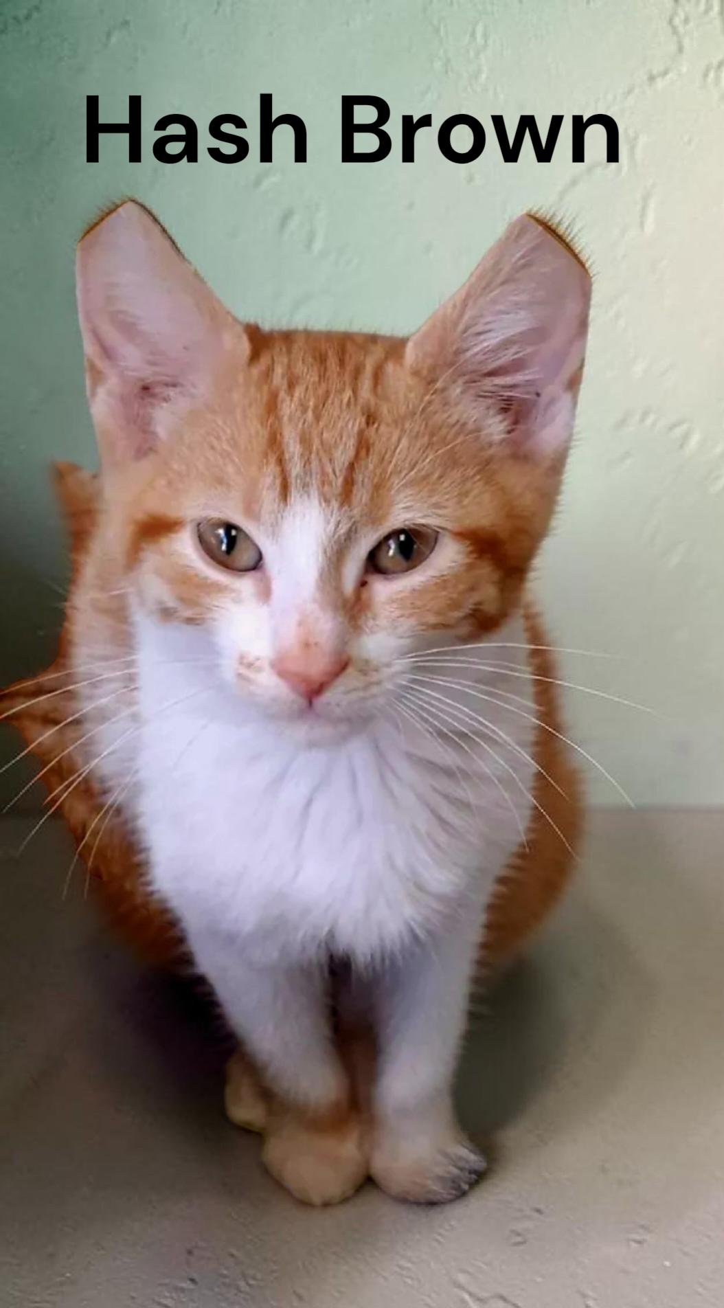 Hash Brown, a Adoptable Tabby in Chesapeake, VA image 2/2