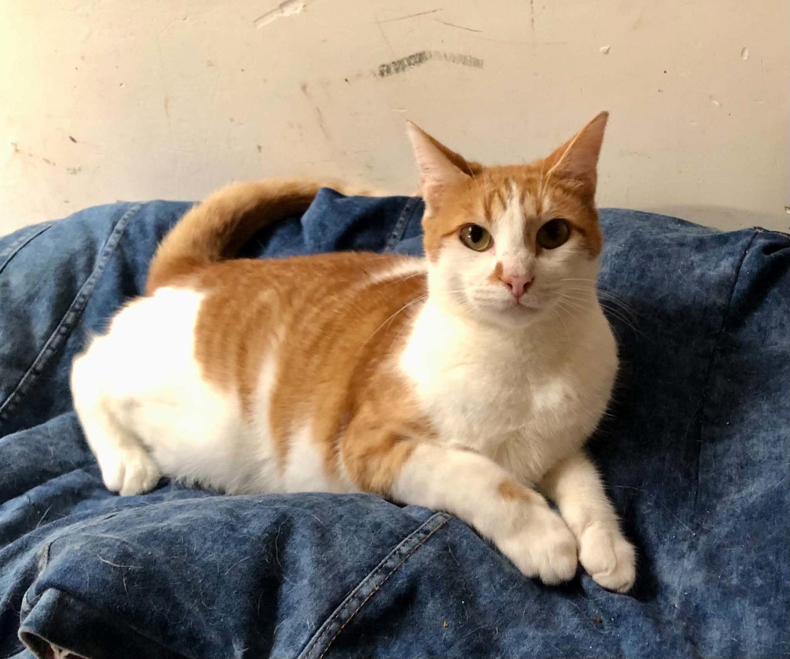 Lionel, Adoptable, Adult Male Domestic Short Hair.