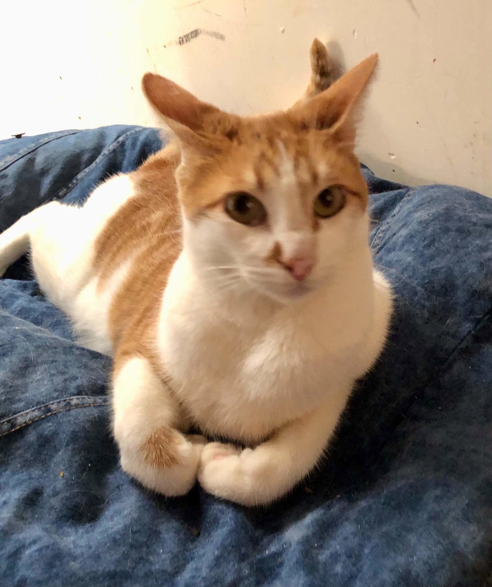 Enlarge Lionel, a Adoptable Domestic Short Hair in Escondido, CA image 2/3