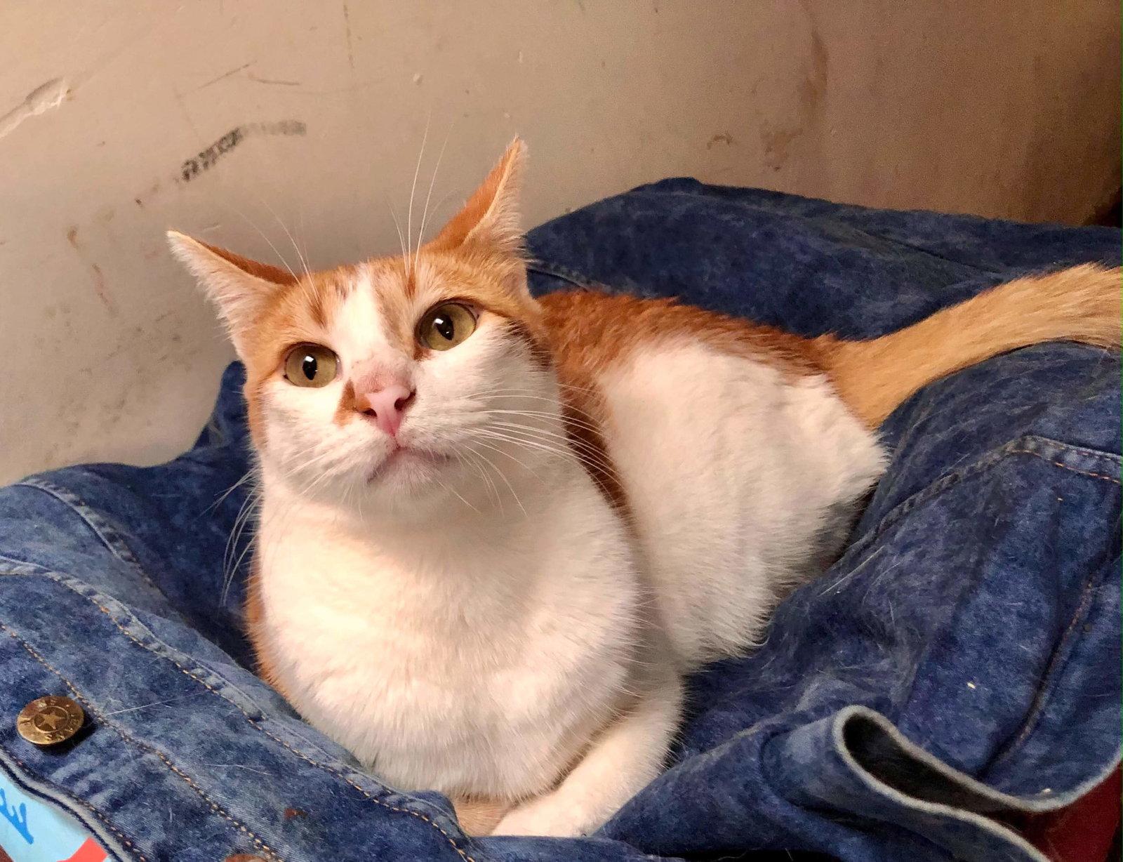 Enlarge Lionel, a Adoptable Domestic Short Hair in Escondido, CA image 3/3