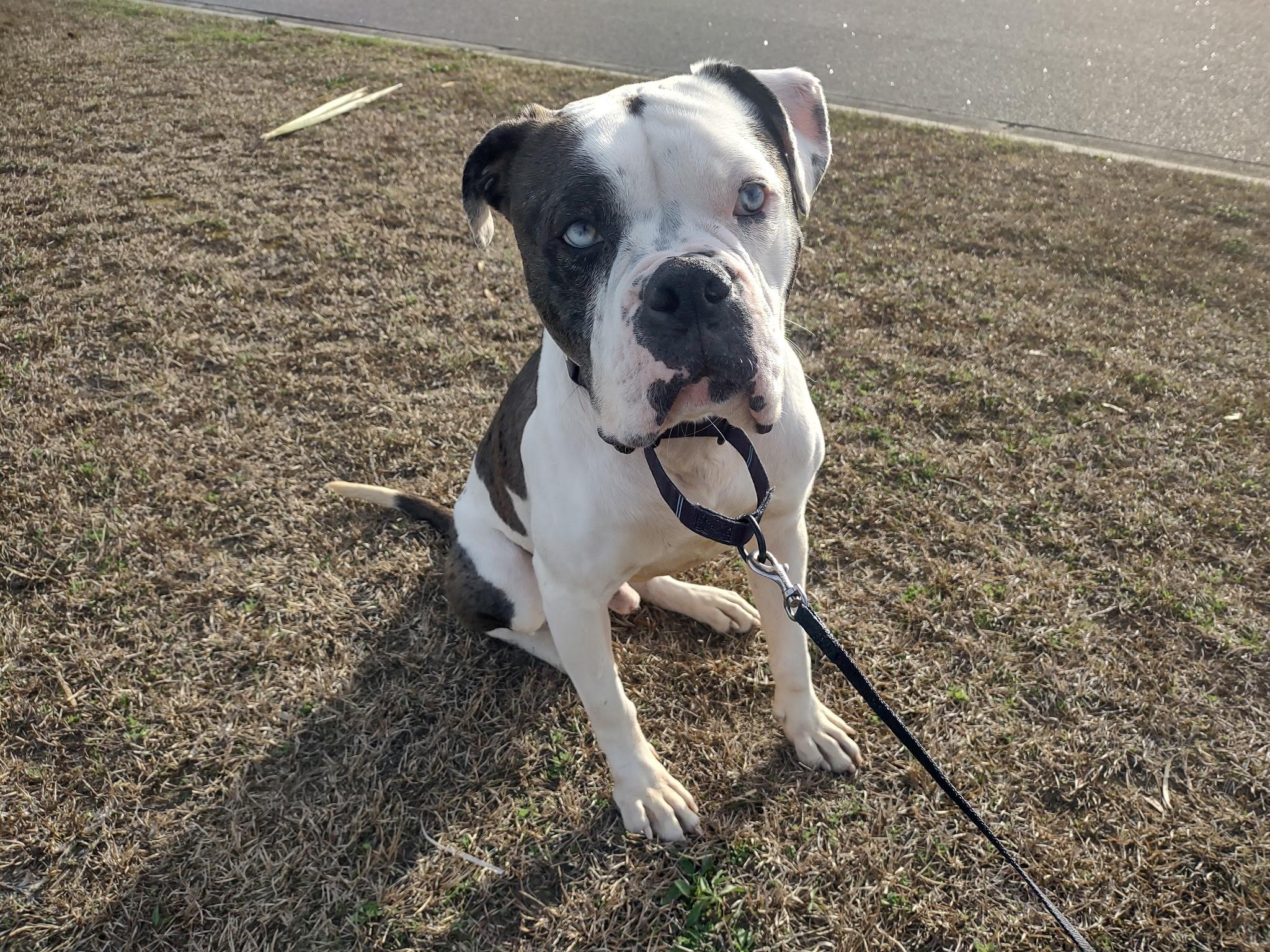 Enlarge St. Nick, a ADOPTABLE mixed breed in MYRTLE BEACH, SC image 1/1