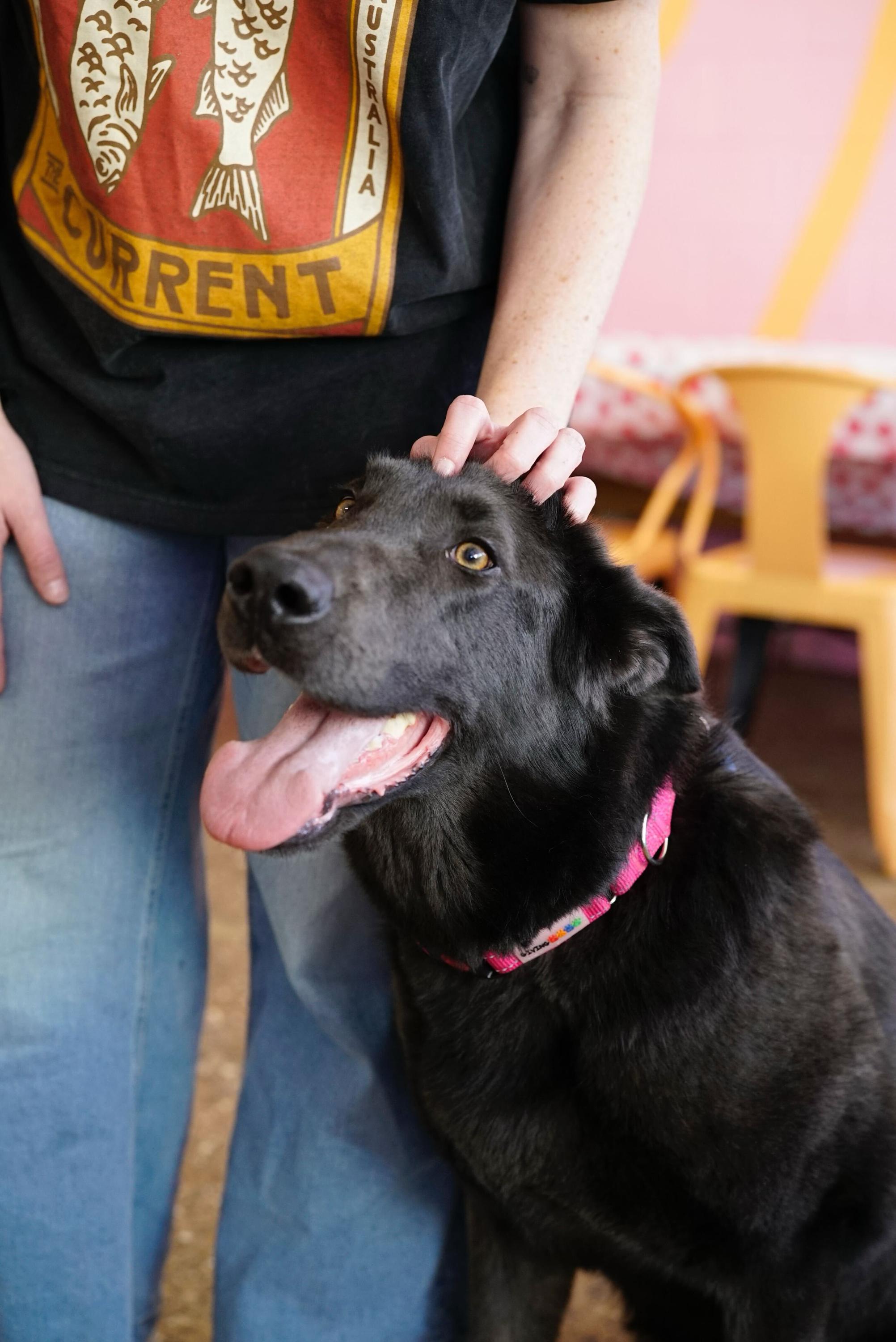 Enlarge Harley, a Adoptable German Shepherd Dog in Pasadena, CA image 3/6