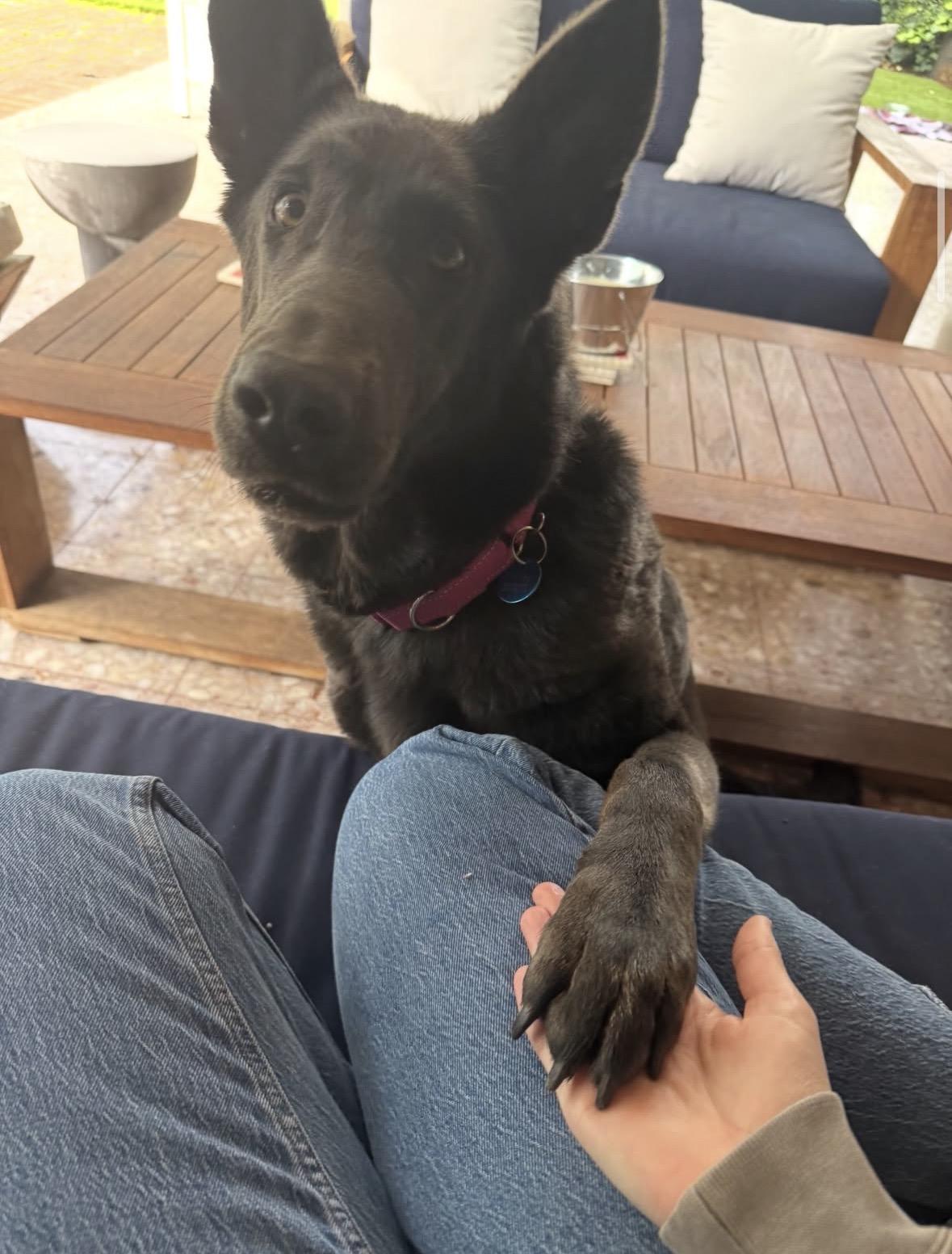 Enlarge Harley, a Adoptable German Shepherd Dog in Pasadena, CA image 6/6