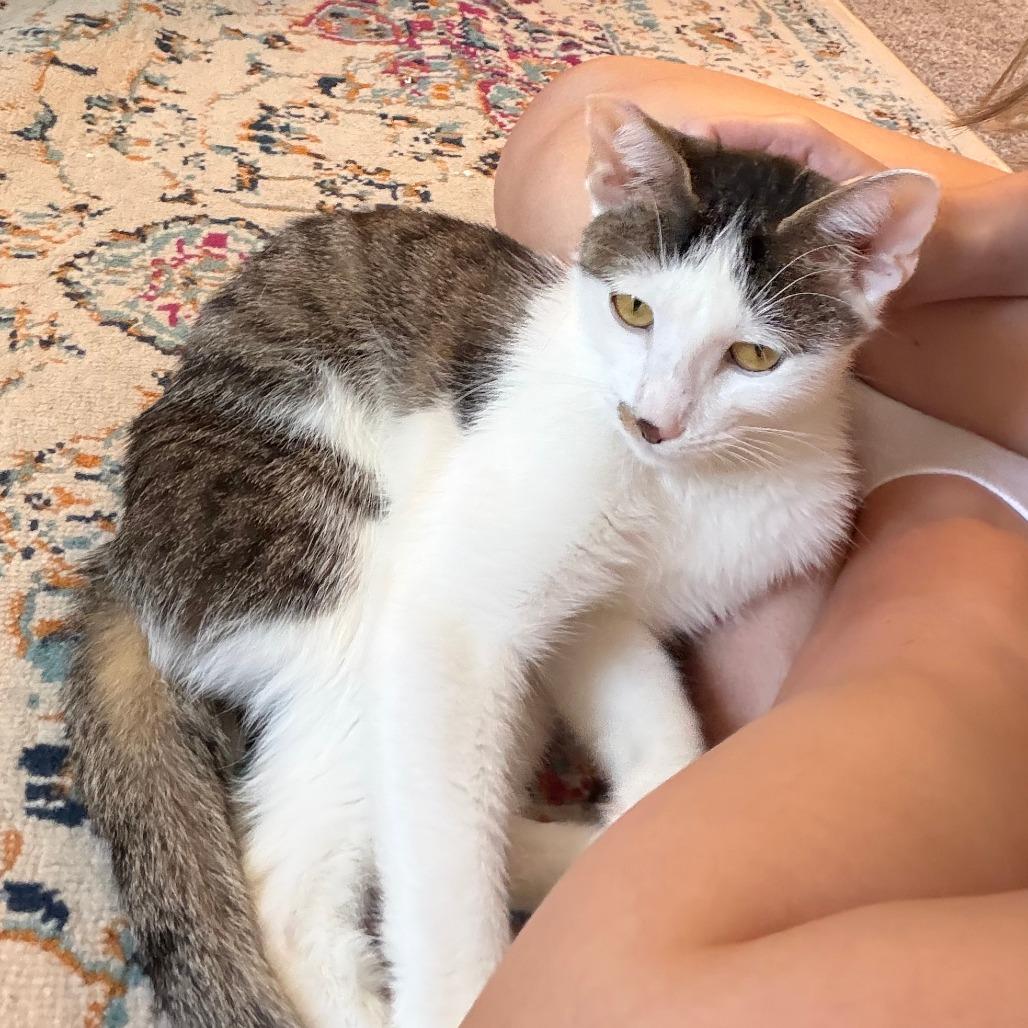 Beanie, Adoptable, Young Female Domestic Short Hair.