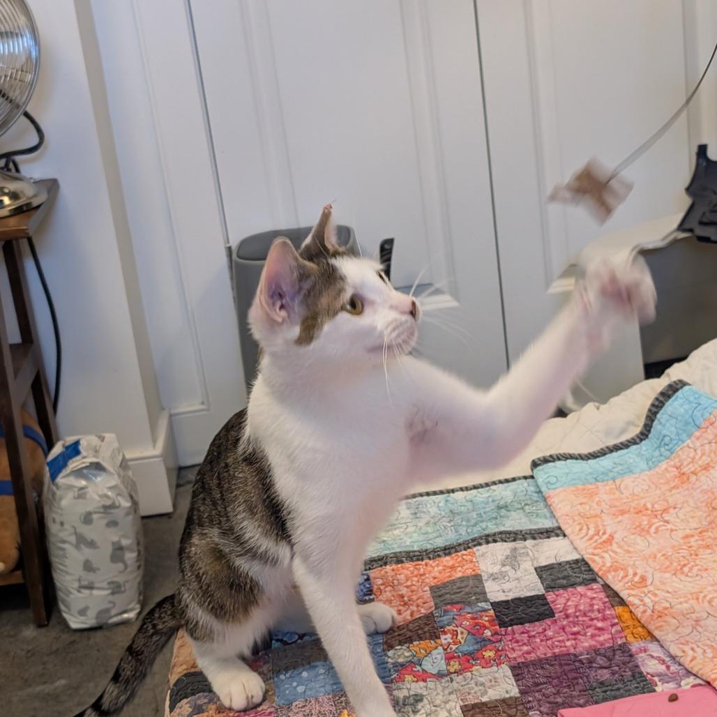 Enlarge Beanie, a Adoptable Domestic Short Hair in Baltimore, MD image 2/5