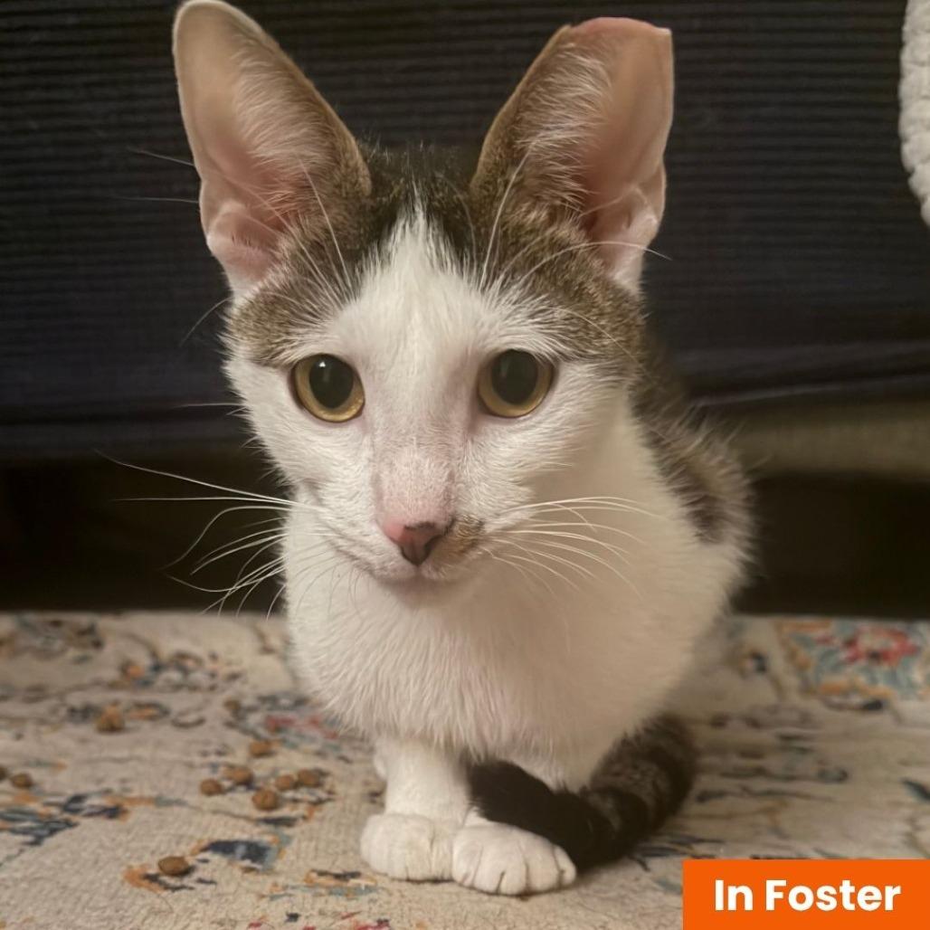 Enlarge Beanie, a Adoptable Domestic Short Hair in Baltimore, MD image 3/5