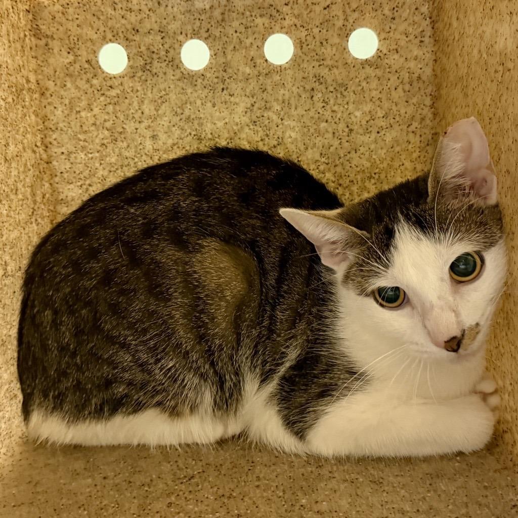 Enlarge Beanie, a Adoptable Domestic Short Hair in Baltimore, MD image 4/5