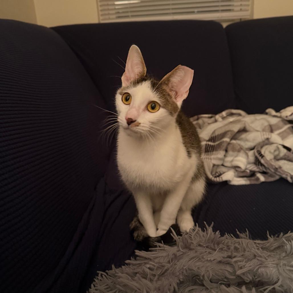 Enlarge Beanie, a Adoptable Domestic Short Hair in Baltimore, MD image 5/5