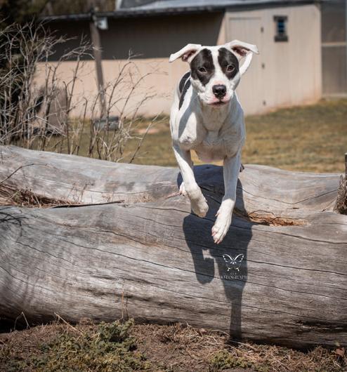 Enlarge Panda, a Adoptable mixed breed in Vanceboro , NC image 2/5