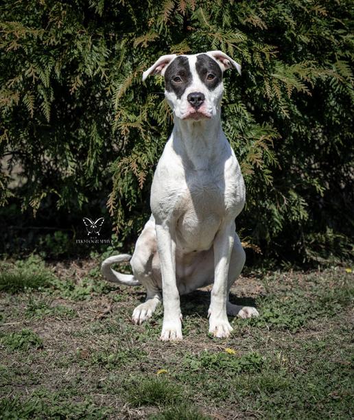 Panda, Adoptable, Young Female Pit Bull Terrier.