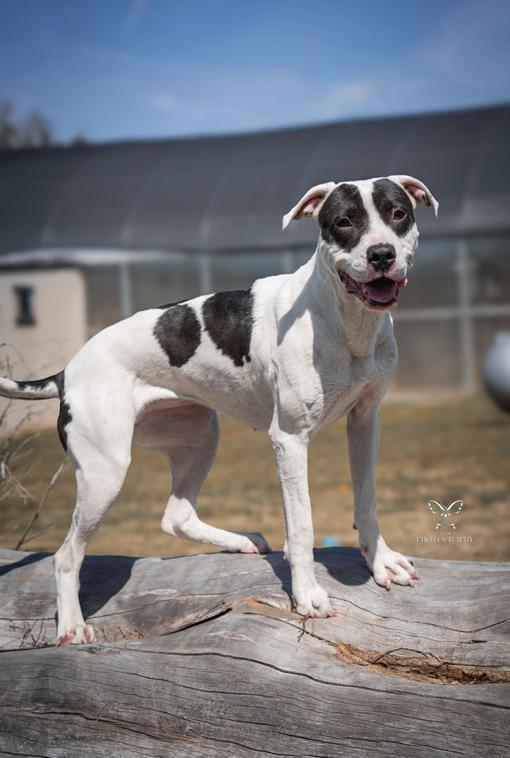 Enlarge Panda, a Adoptable mixed breed in Vanceboro , NC image 3/5