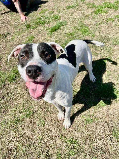 Enlarge Panda, a Adoptable mixed breed in Vanceboro , NC image 5/5