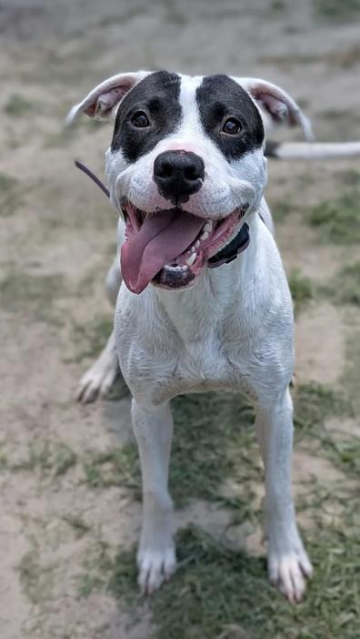 Enlarge Panda, a Adoptable mixed breed in Vanceboro , NC image 4/5