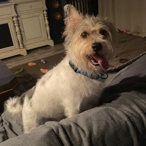 Enlarge Charlie, a Adoptable Mixed Breed in LEHIGH ACRES, FL image 5/5