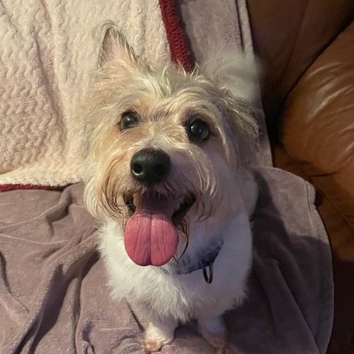 Enlarge Charlie, a Adoptable Mixed Breed in LEHIGH ACRES, FL image 1/5