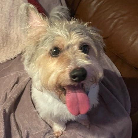 Enlarge Charlie, a Adoptable Mixed Breed in LEHIGH ACRES, FL image 3/5