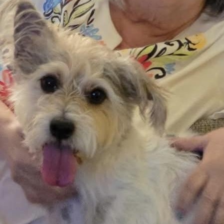 Charlie, adoptable, Adult Male Mixed Breed.
