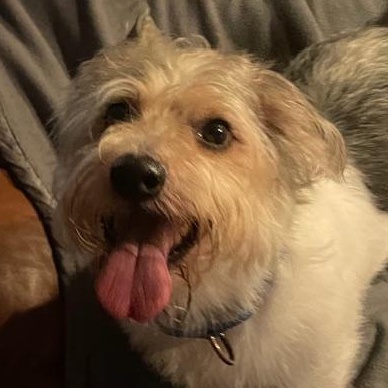 Enlarge Charlie, a Adoptable Mixed Breed in LEHIGH ACRES, FL image 2/5