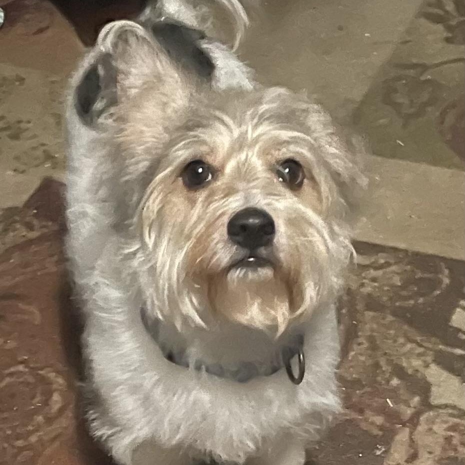 Enlarge Charlie, a Adoptable Mixed Breed in LEHIGH ACRES, FL image 4/5