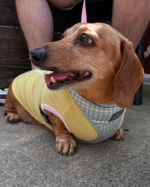 Enlarge Winnie, a ADOPTABLE mixed breed in Burbank, CA image 4/5