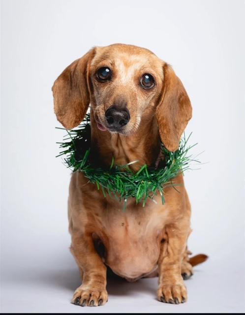 Enlarge Winnie, a ADOPTABLE mixed breed in Burbank, CA image 1/5