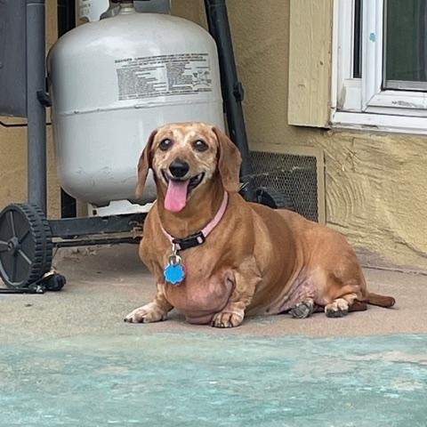 Enlarge Winnie, a ADOPTABLE mixed breed in Burbank, CA image 5/5