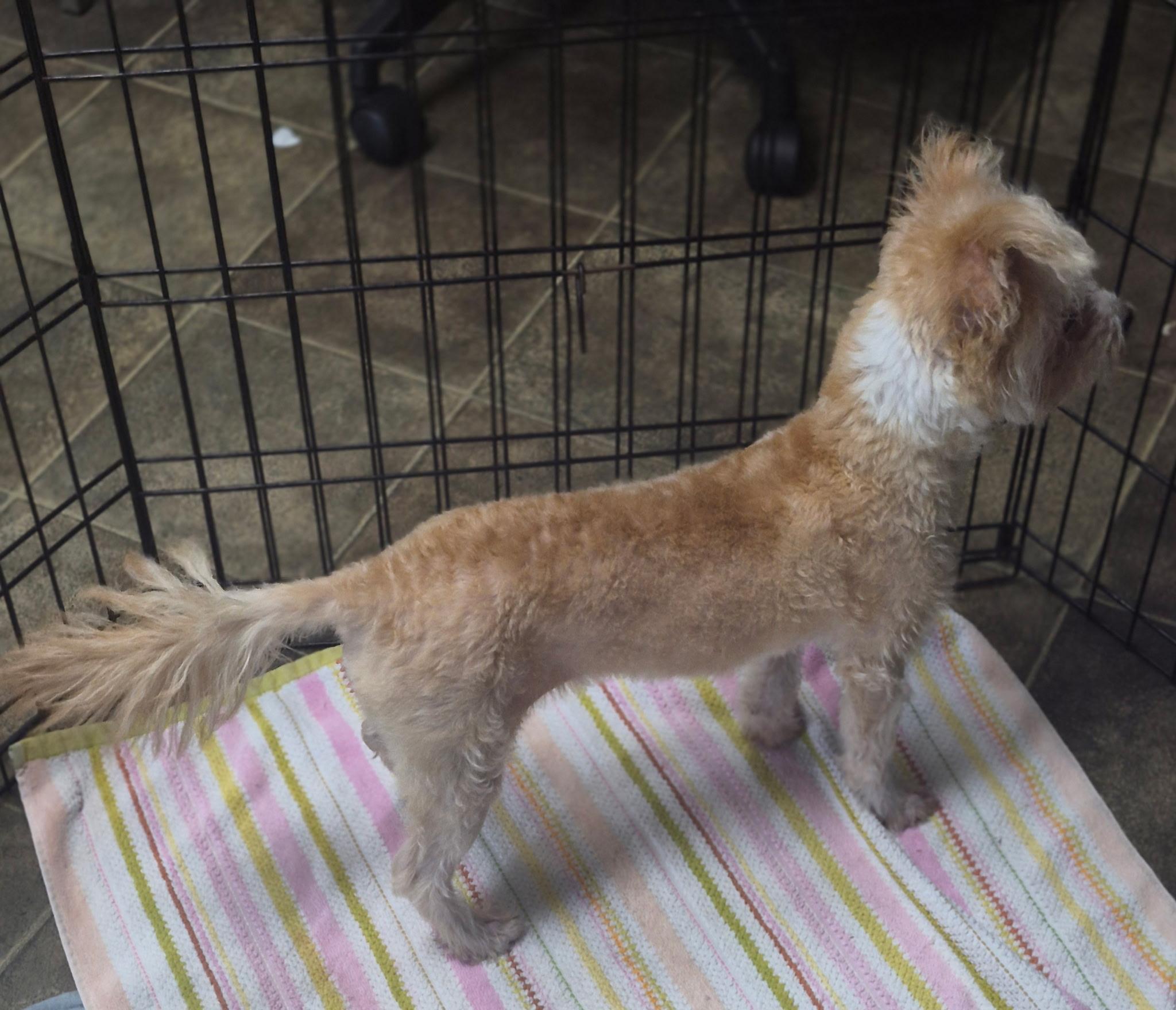 Enlarge Nellie, a Adopted mixed breed in Los Angeles, CA image 3/3