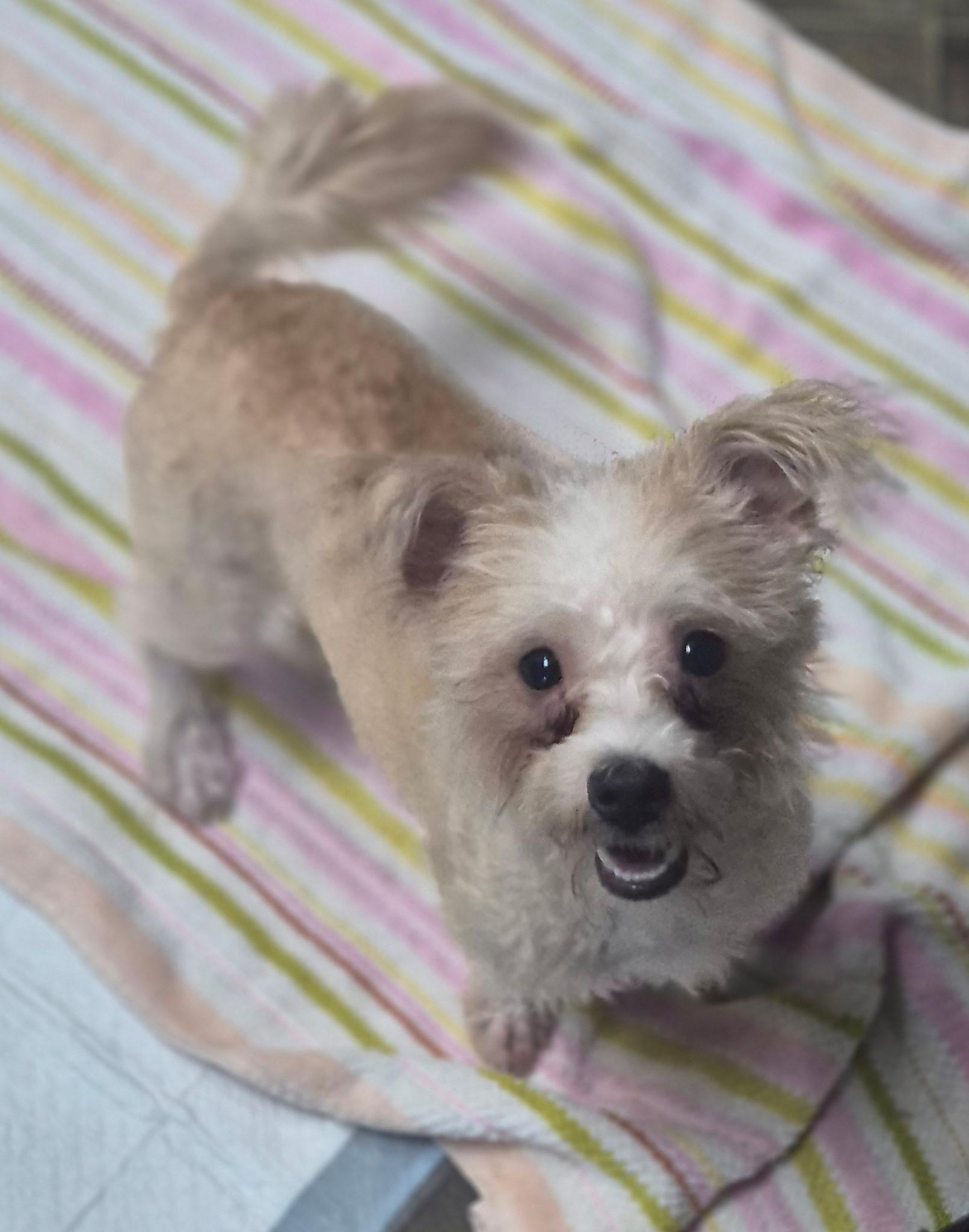 Enlarge Nellie, a Adopted mixed breed in Los Angeles, CA image 2/3